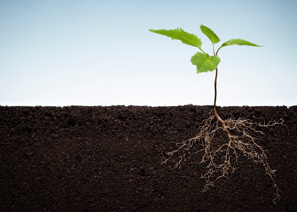 plant growing