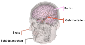 Schematische Darstellung des menschlichen Schädels